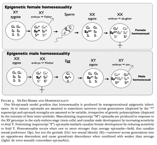 Illustration for article titled Scientists claim that homosexuality is not genetic — but it arises in the womb